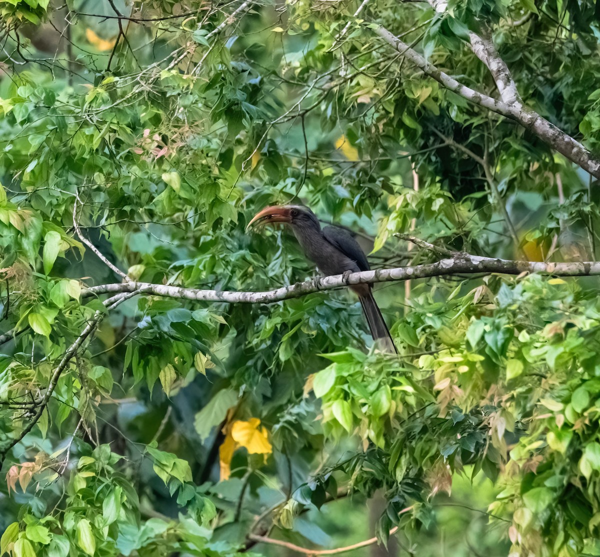 Malabar Gray Hornbill - ML637578164