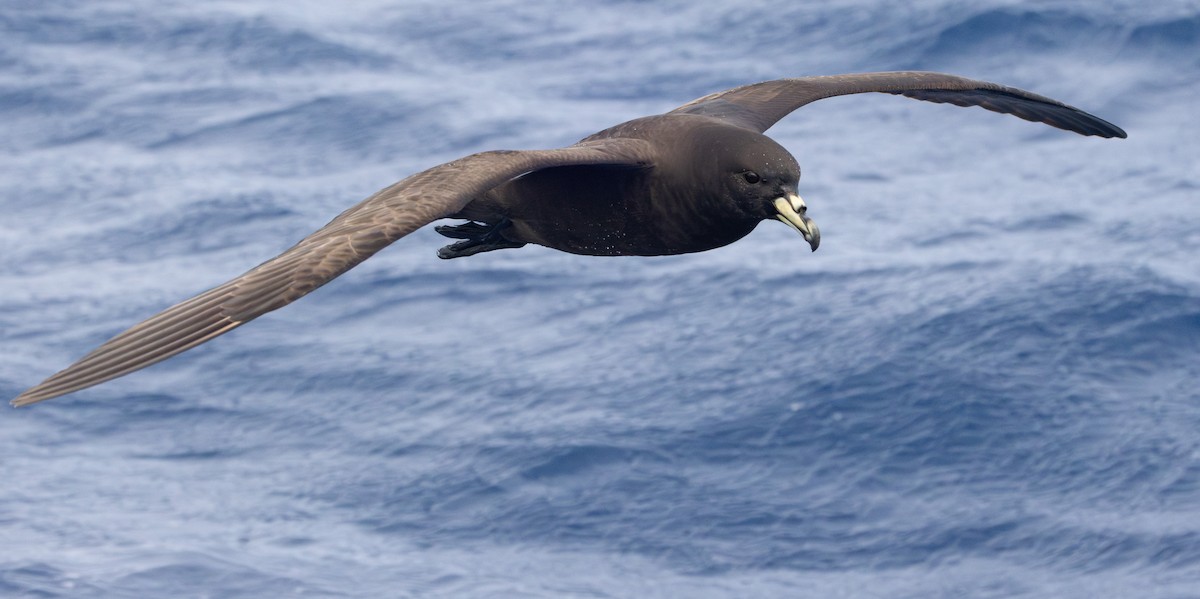 Parkinson's Petrel - ML637578176