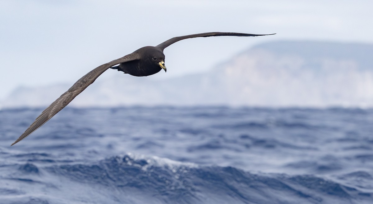 Parkinson's Petrel - ML637578198