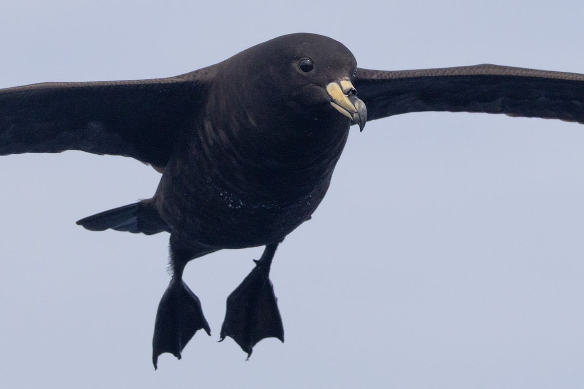 Parkinson's Petrel - ML637578202