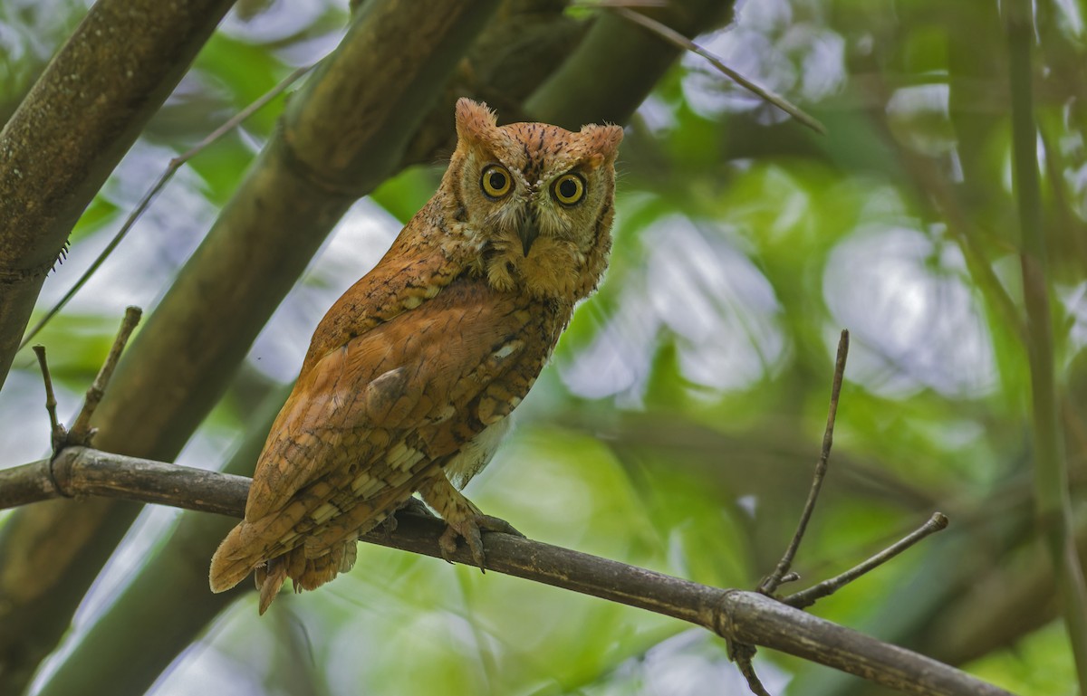 Oriental Scops-Owl - ML637578203