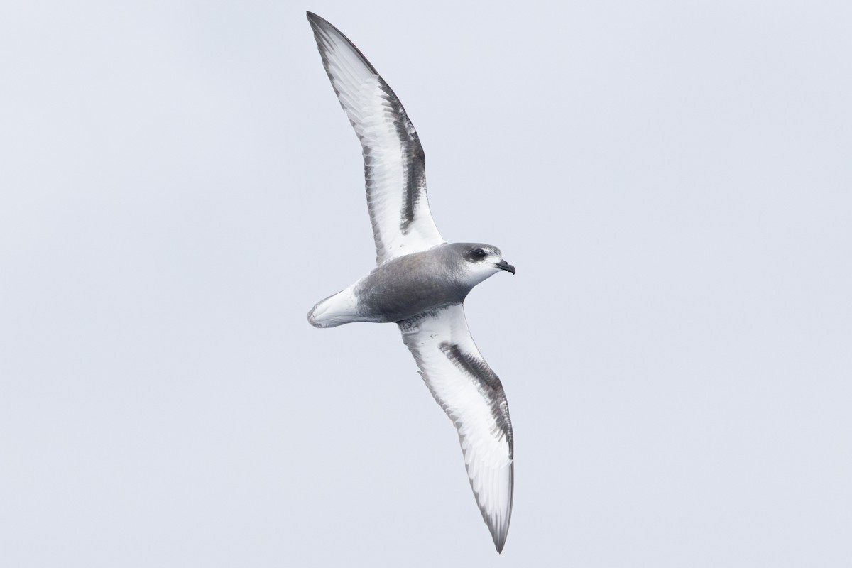 Mottled Petrel - ML637578218