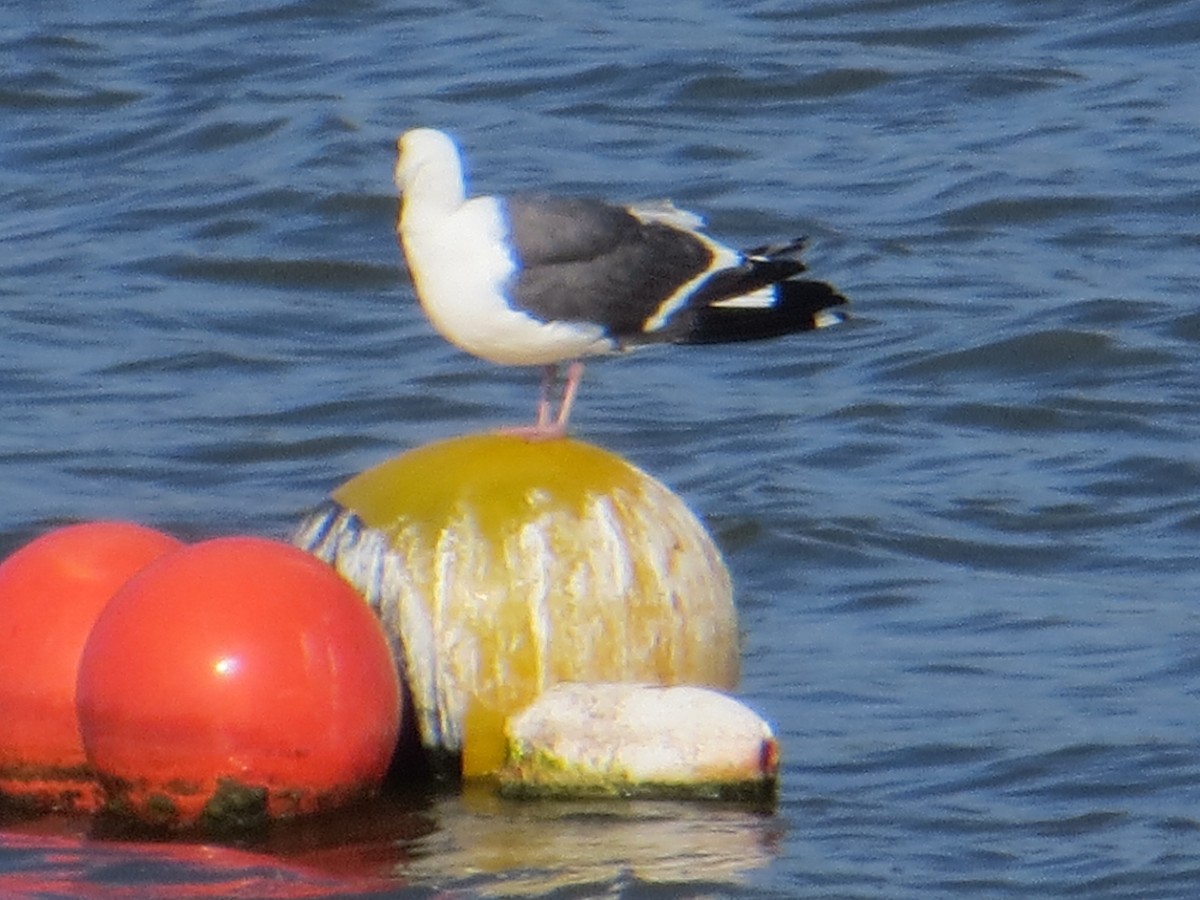 Western Gull - ML637578225