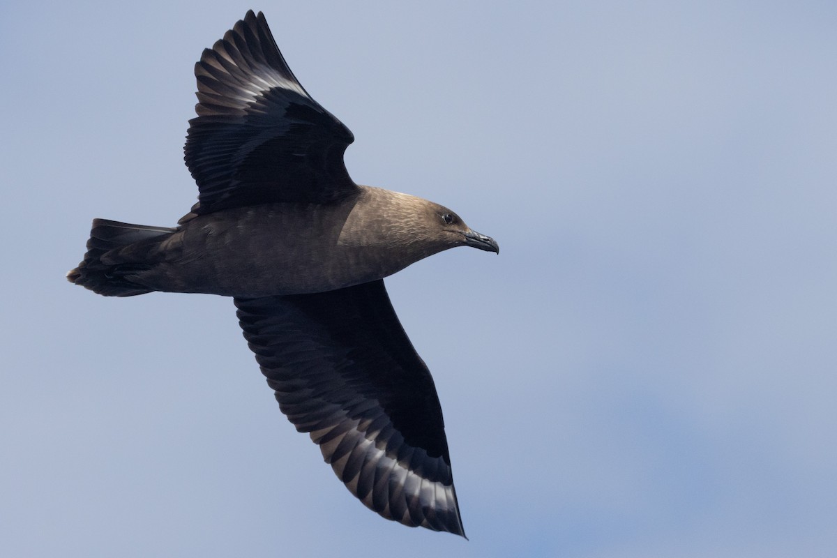 South Polar Skua - ML637578227