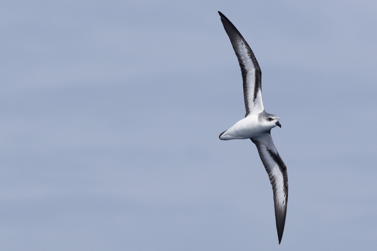 Black-winged Petrel - ML637578230