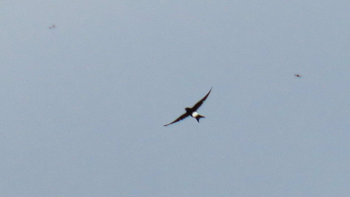 Western House-Martin - ML637578252