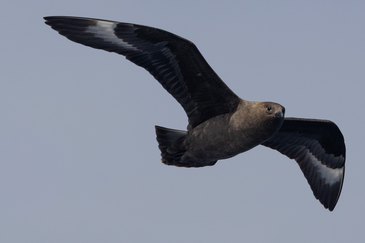South Polar Skua - ML637578286