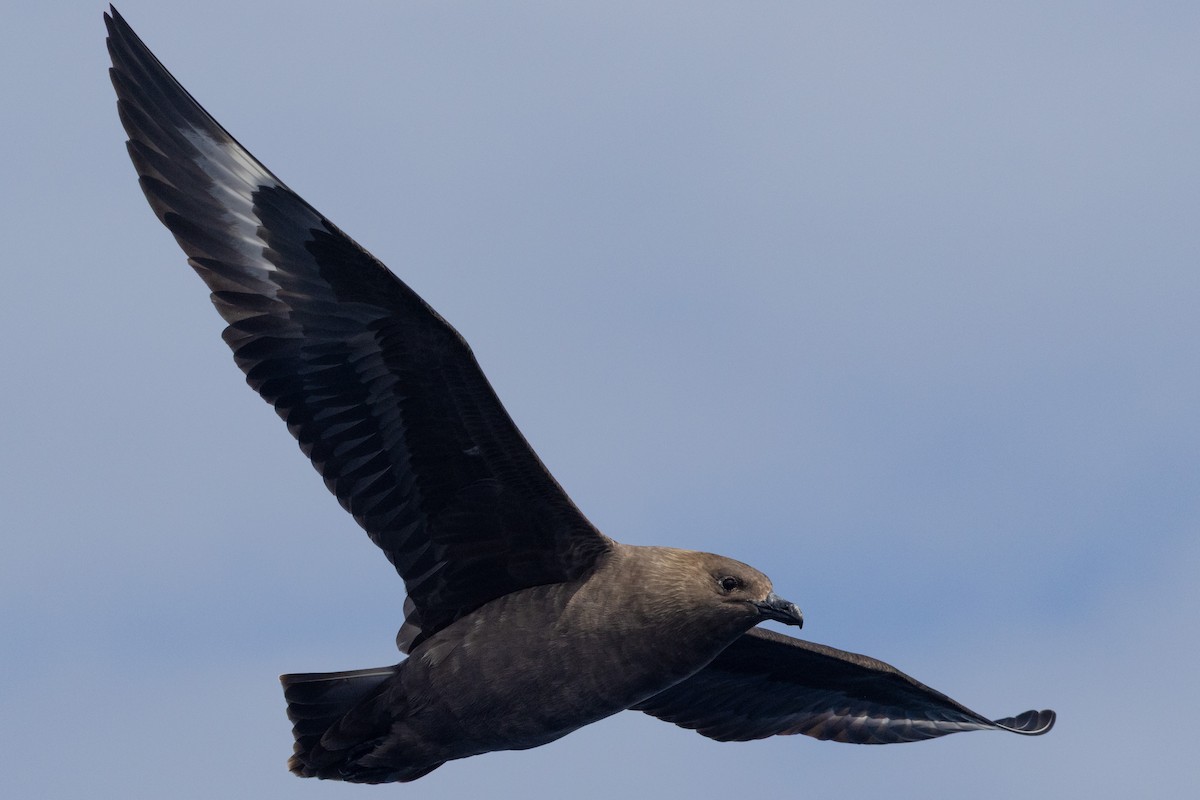 South Polar Skua - ML637578287