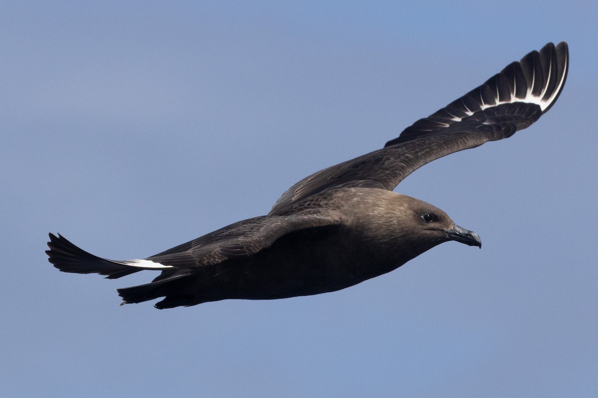 South Polar Skua - ML637578289
