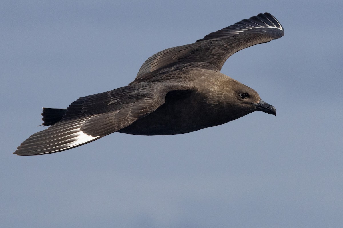 South Polar Skua - ML637578290