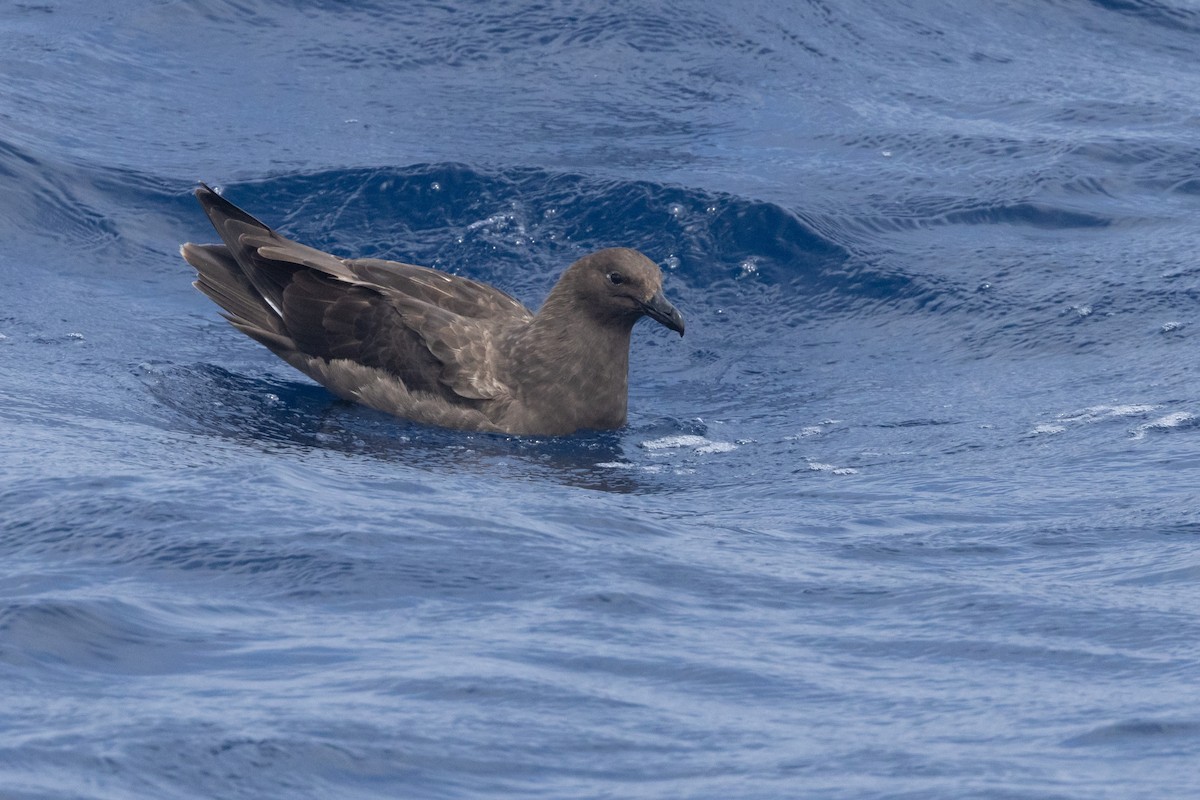 South Polar Skua - ML637578293