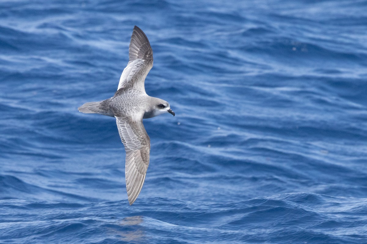 Mottled Petrel - ML637578296