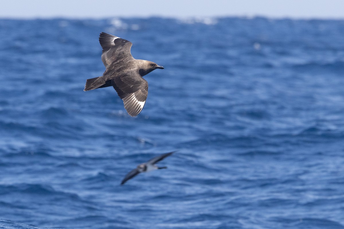 South Polar Skua - ML637578300