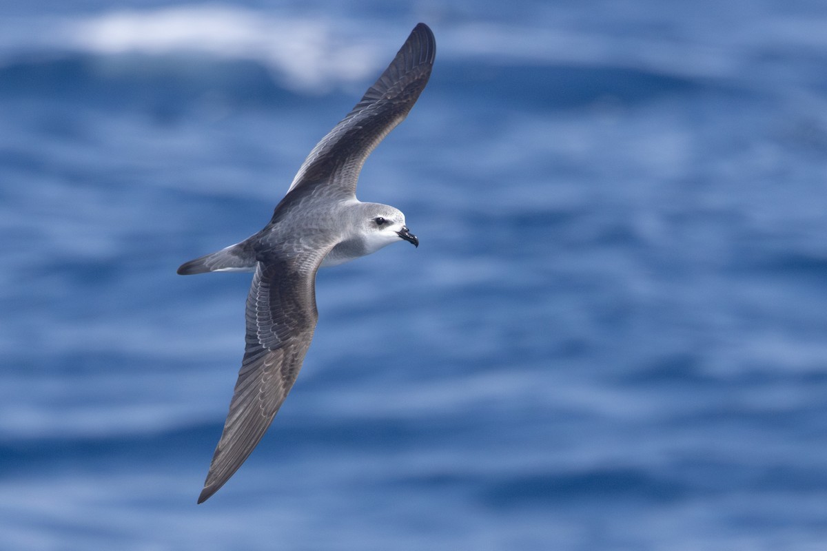 Black-winged Petrel - ML637578307