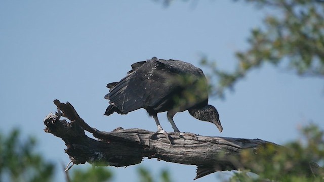 Black Vulture - ML637578310
