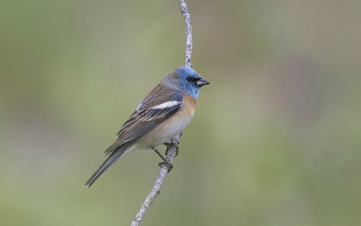 ムネアカルリノジコ - ML637578362