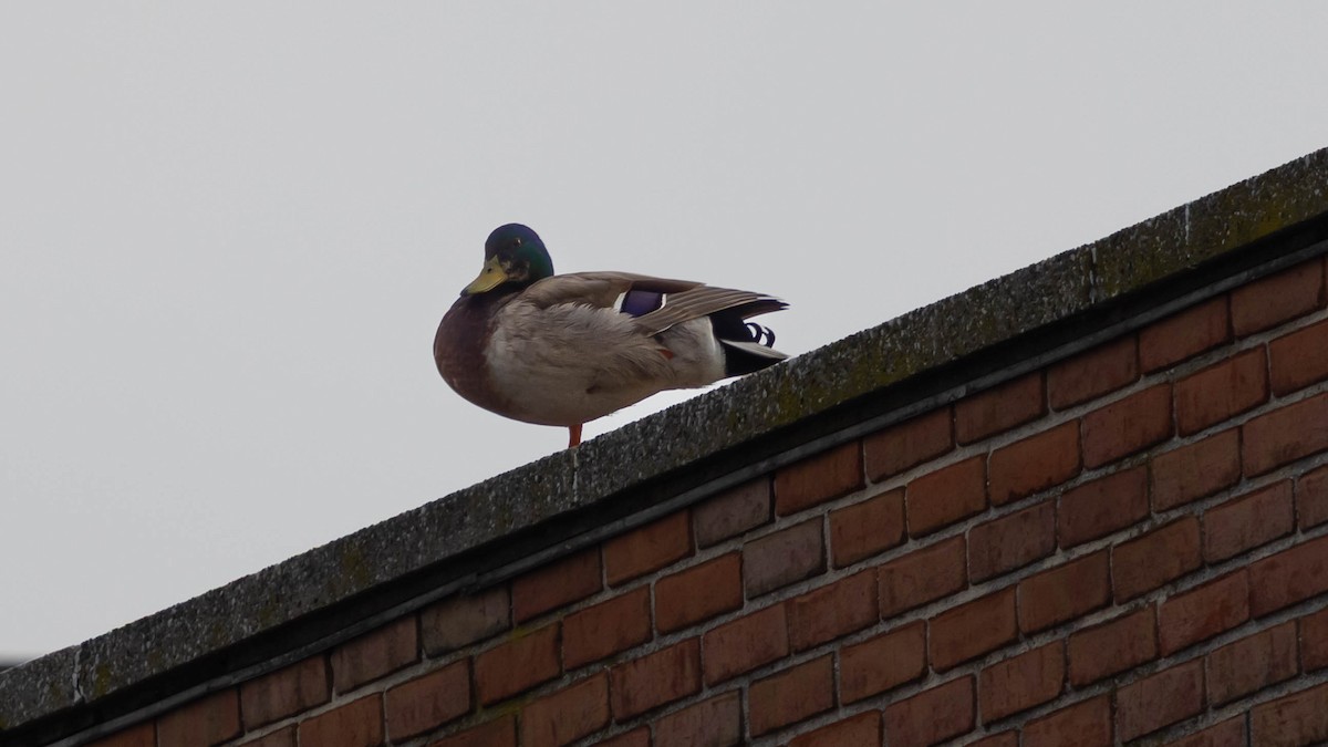 Mallard - ML637578363