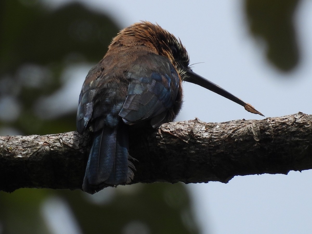 Brown Jacamar - ML637578366