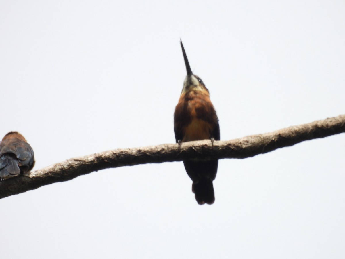 Brown Jacamar - ML637578367