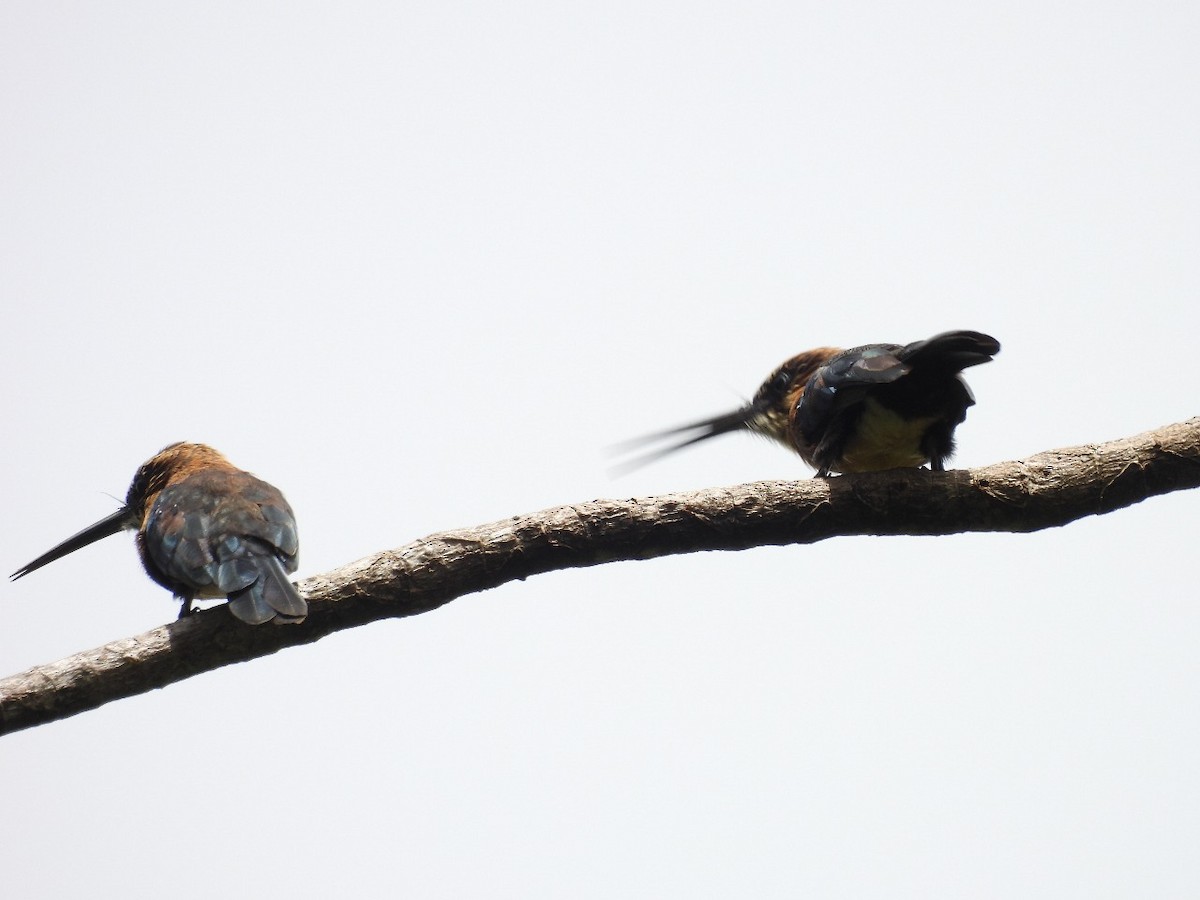 Brown Jacamar - ML637578368