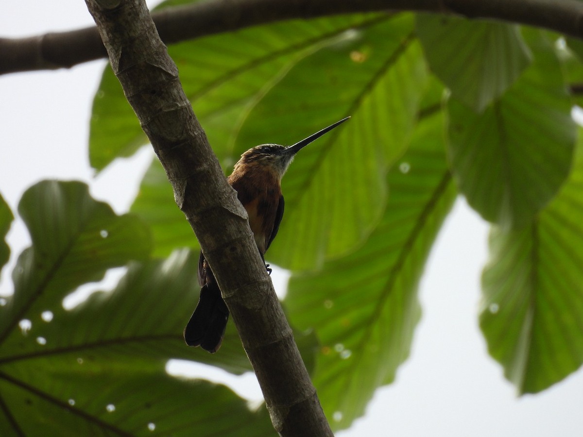 Brown Jacamar - ML637578370