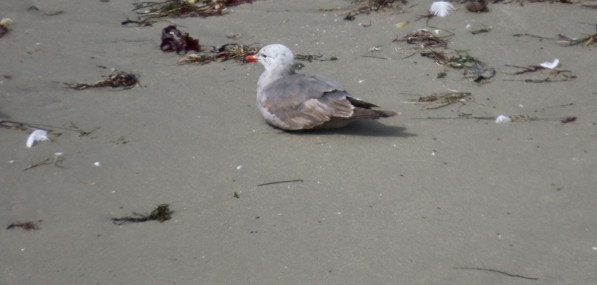 Heermann's Gull - ML637578429