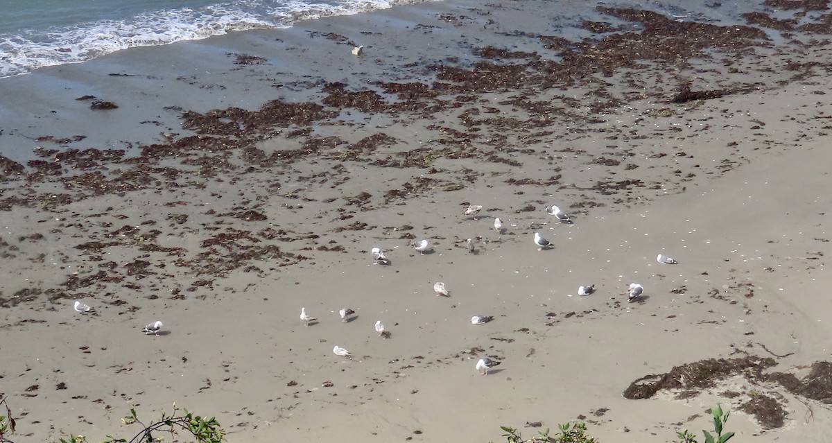 Western Gull - ML637578430
