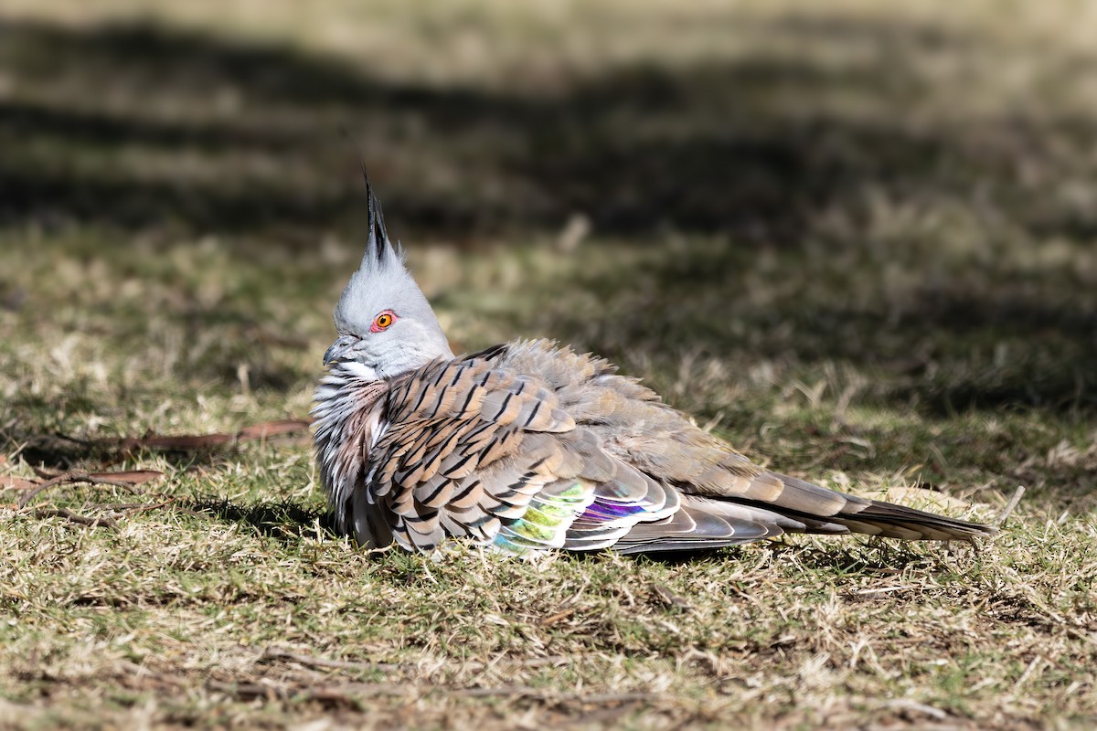 Crested Pigeon - ML637578434