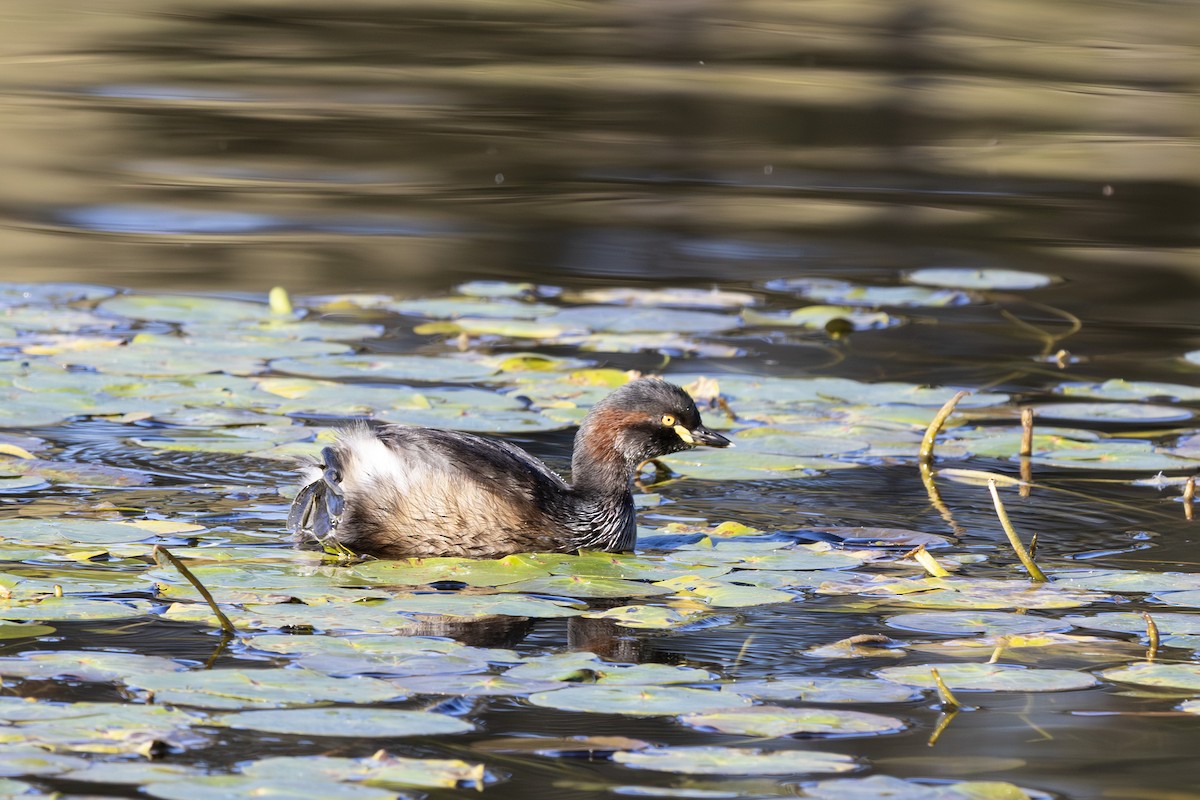 Australasian Grebe - ML637578438