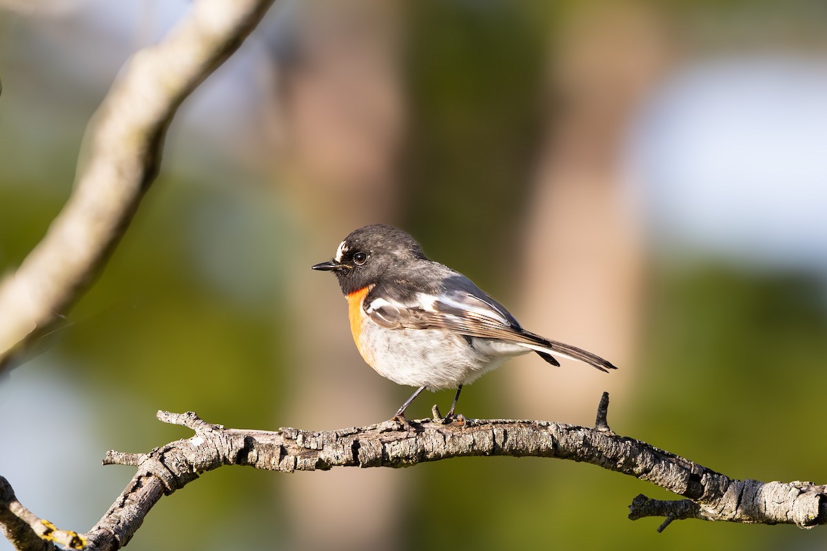 Scarlet Robin - ML637578441