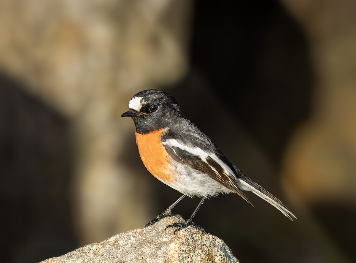 Scarlet Robin - ML637578446