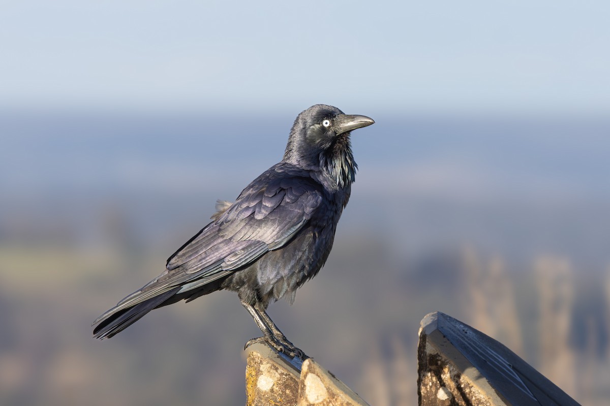 Australian Raven - ML637578449