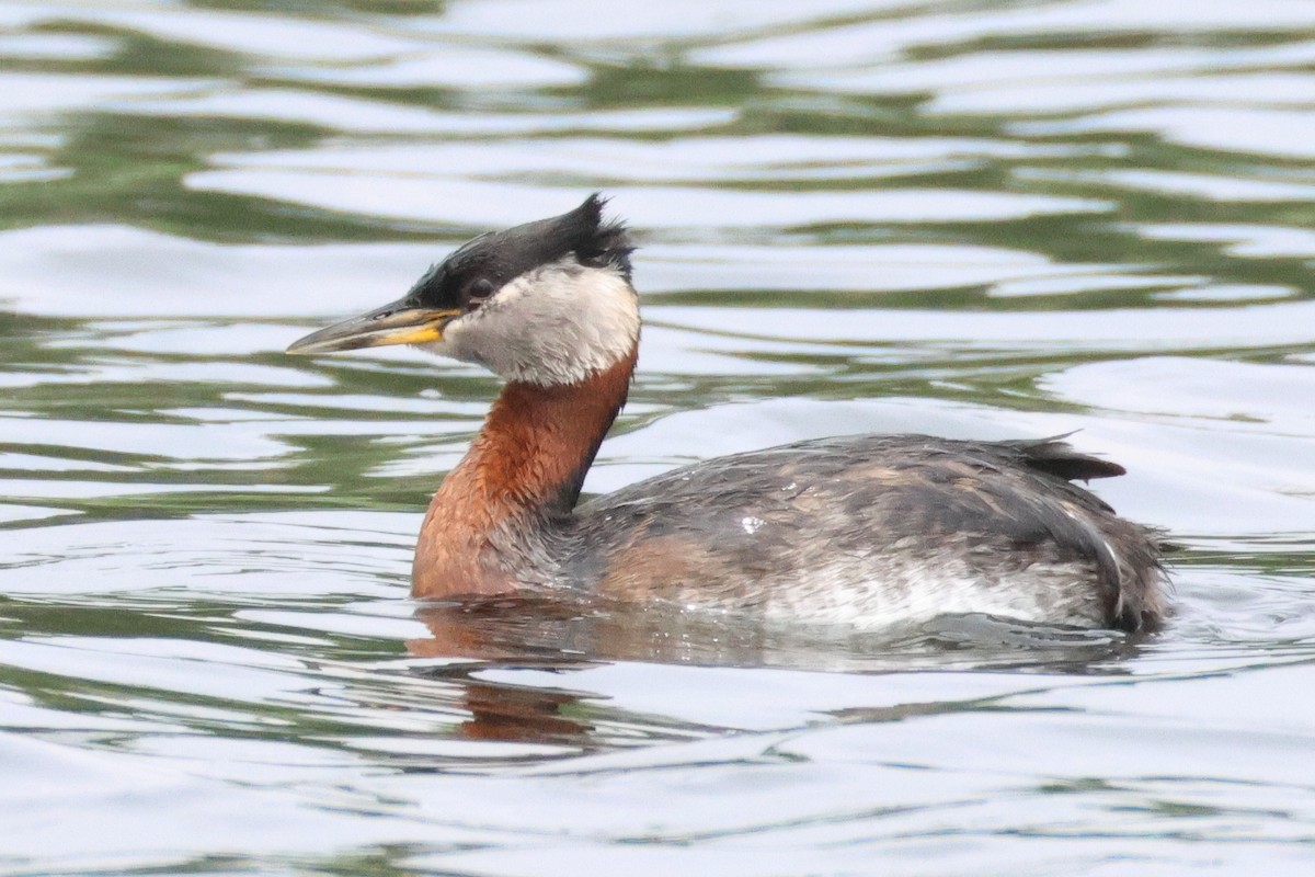 Red-necked Grebe - ML637578452