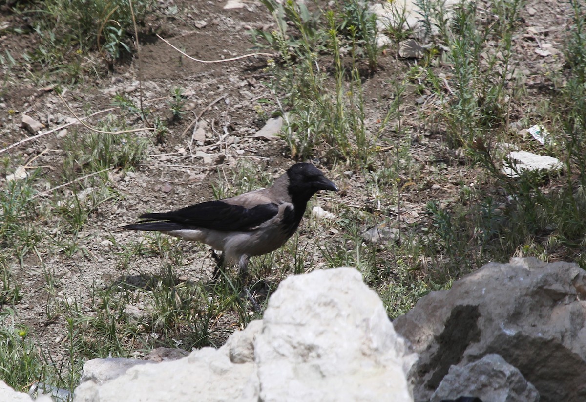 Hooded Crow - ML637578456