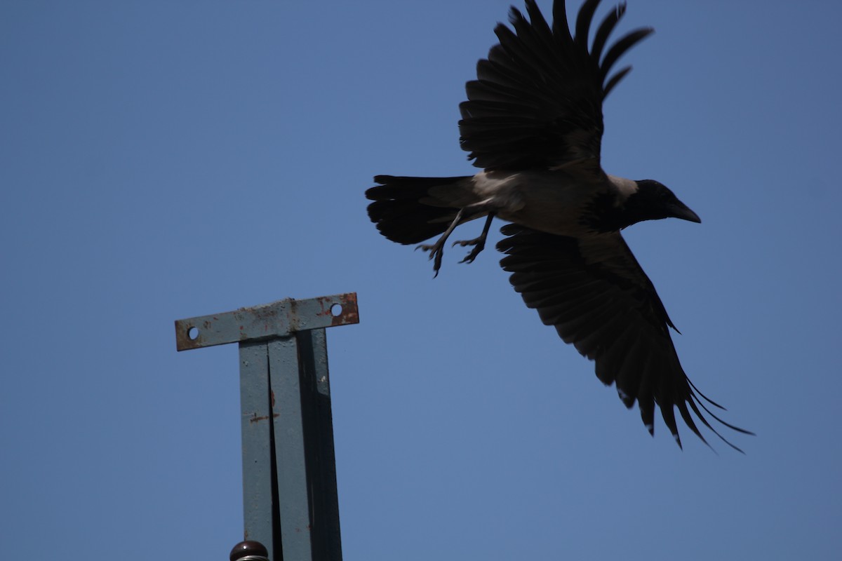 Hooded Crow - ML637578457