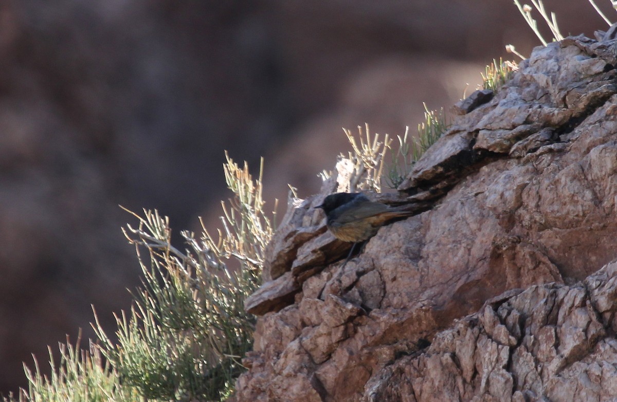 Black Redstart - ML637578464