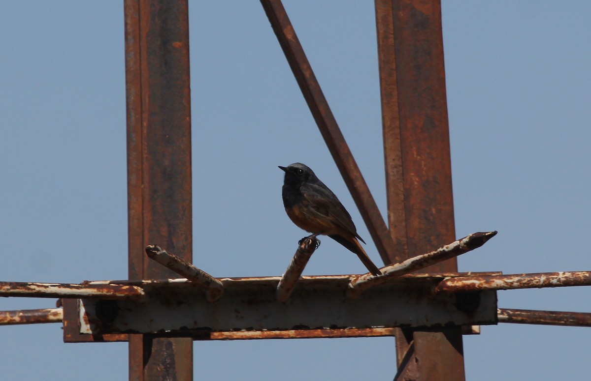 Black Redstart - ML637578465