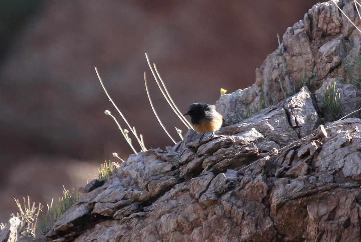 Black Redstart - ML637578466