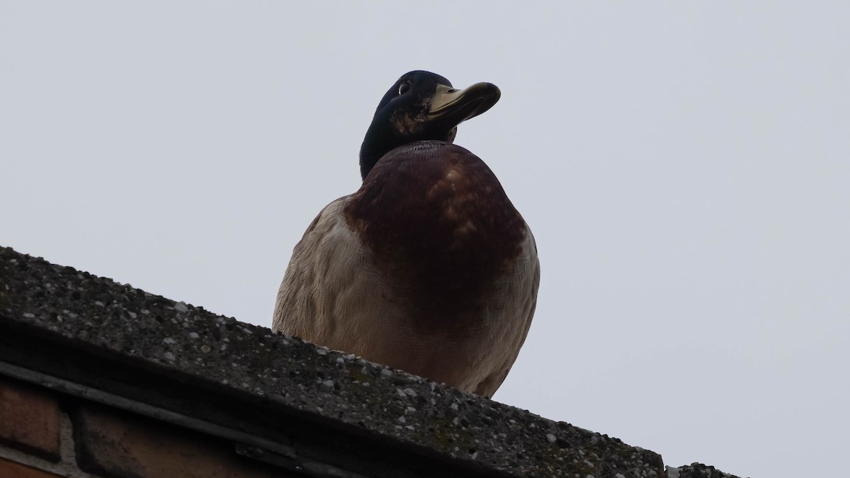 Mallard - ML637578474