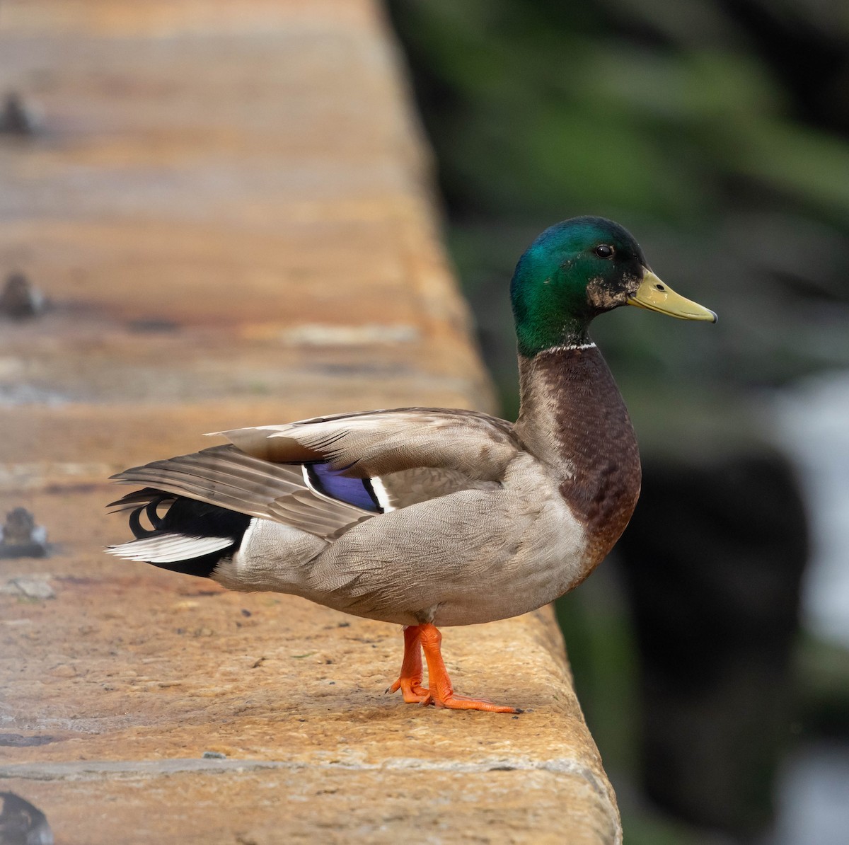 Mallard - ML637578475