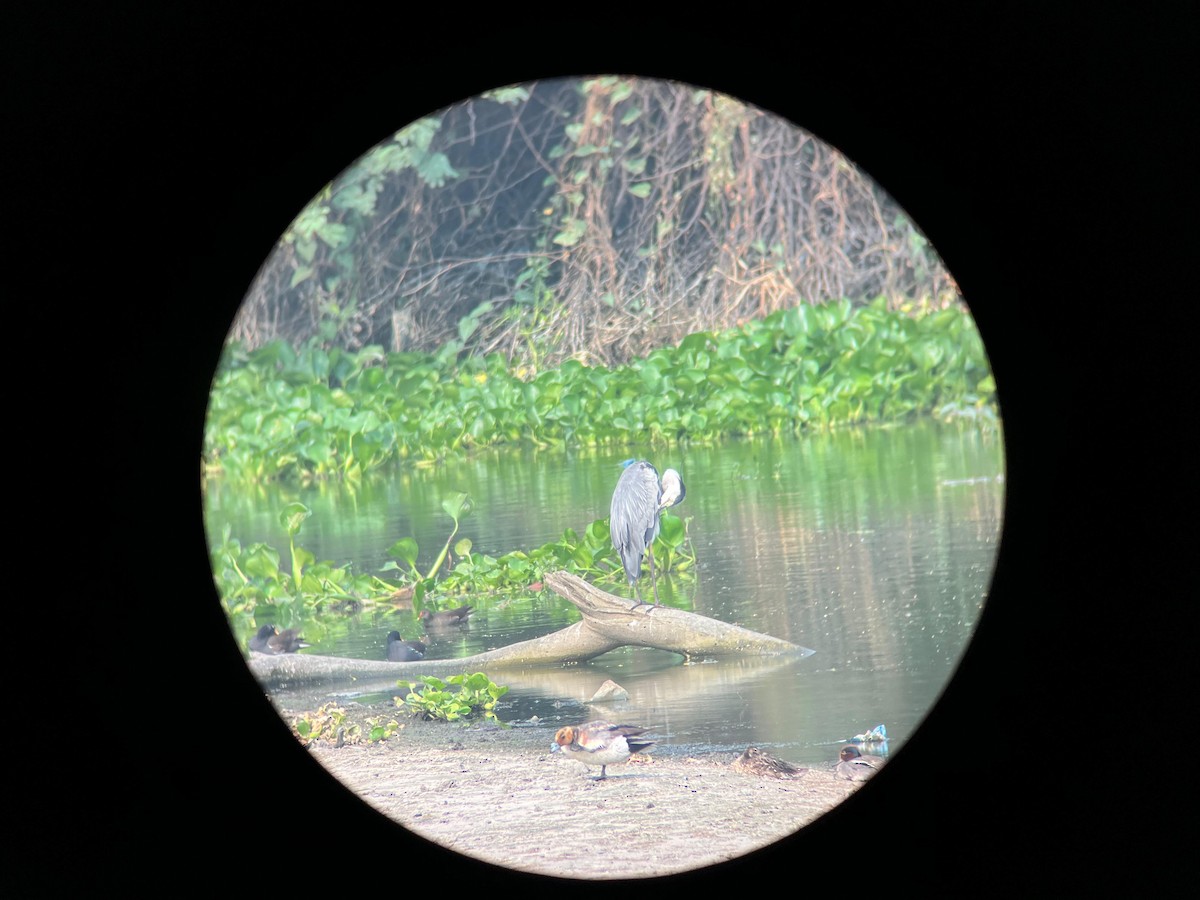 Garganey - ML637578479