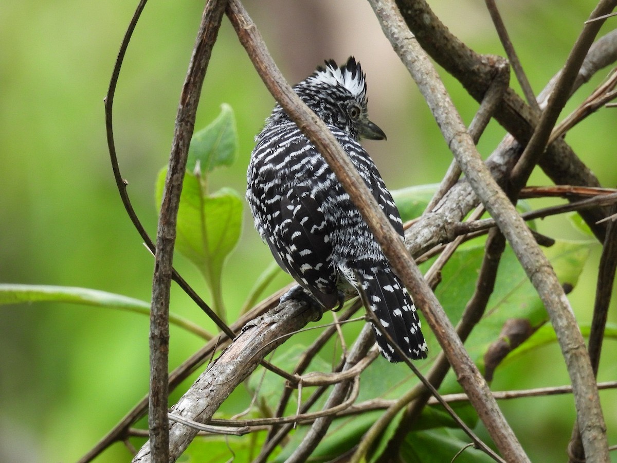 Barred Antshrike - ML637578499