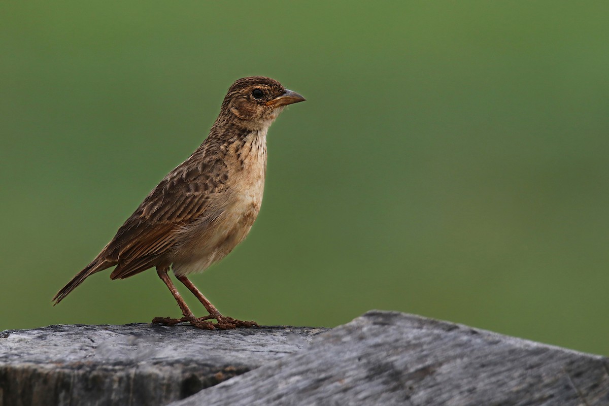 Singing Bushlark (Australasian) - ML637578500