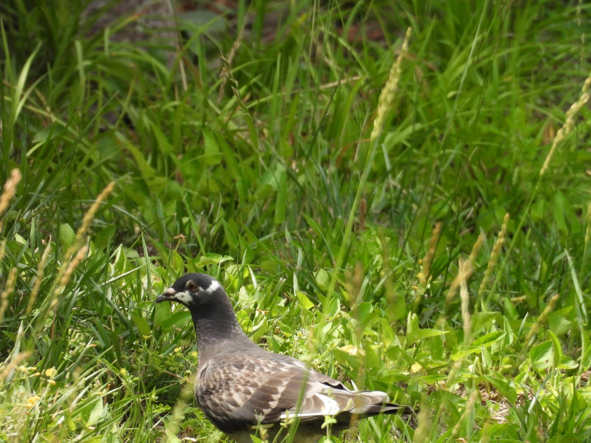 Rock Pigeon (Feral Pigeon) - ML637578503