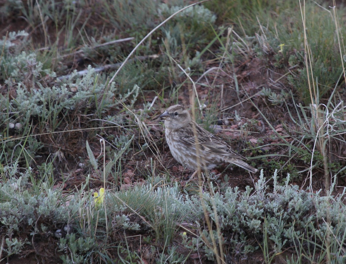 Rock Sparrow - ML637578520