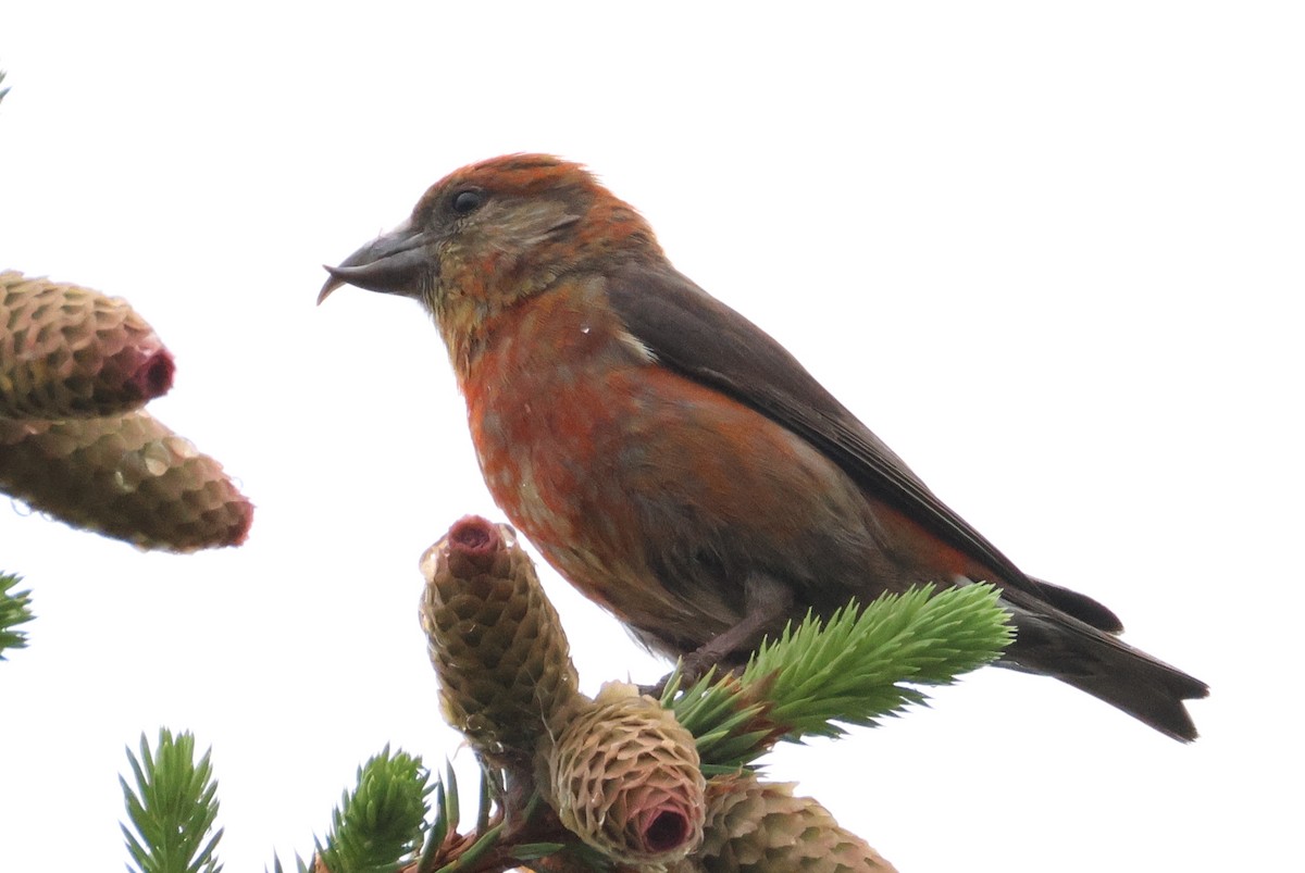 White-winged Crossbill - ML637578542
