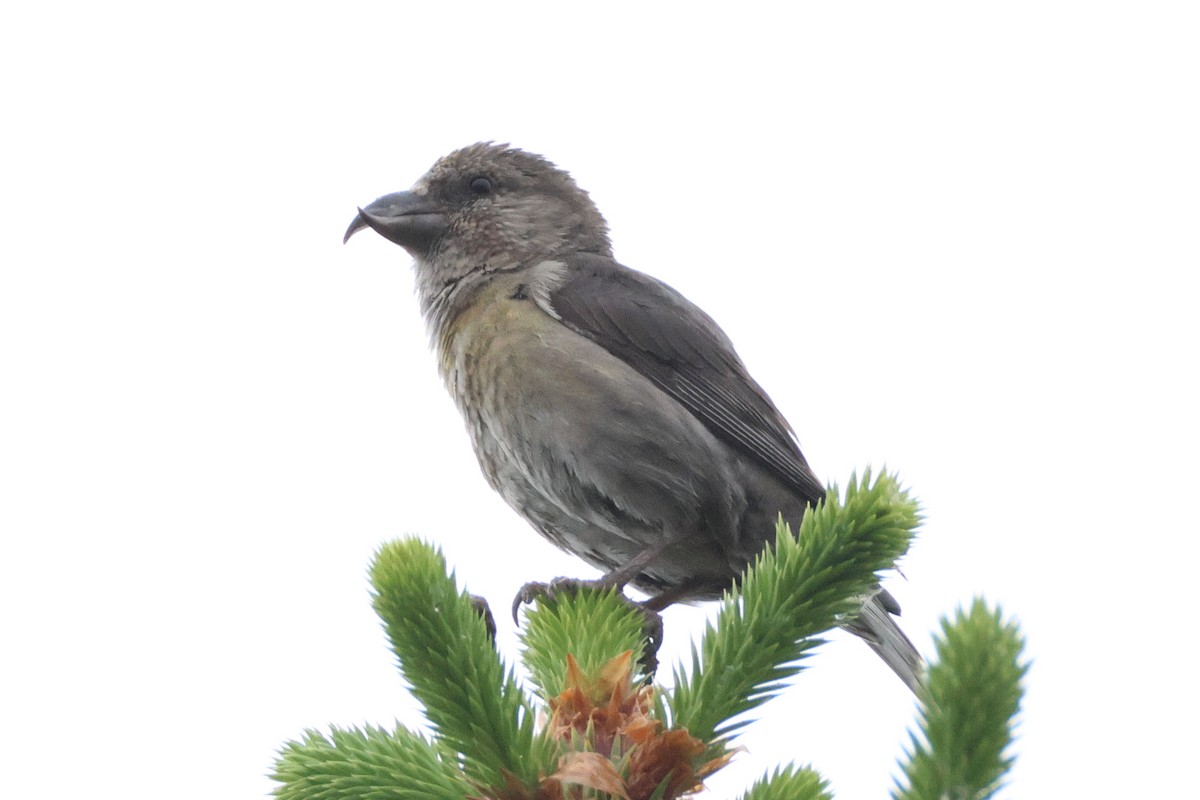 White-winged Crossbill - ML637578551