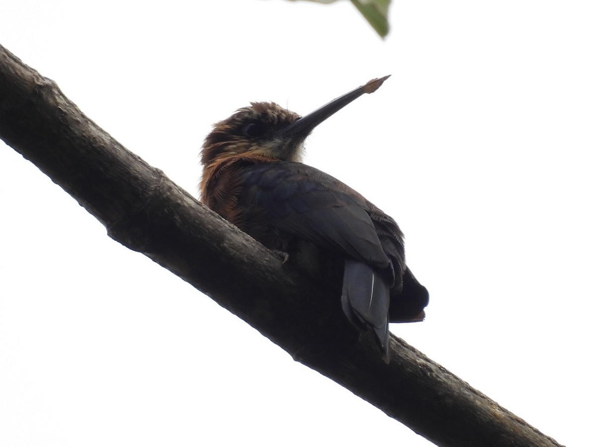Brown Jacamar - ML637578555
