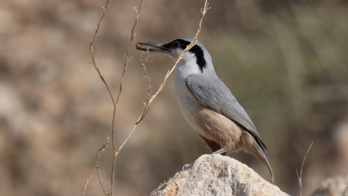 Eastern Rock Nuthatch - ML637578574
