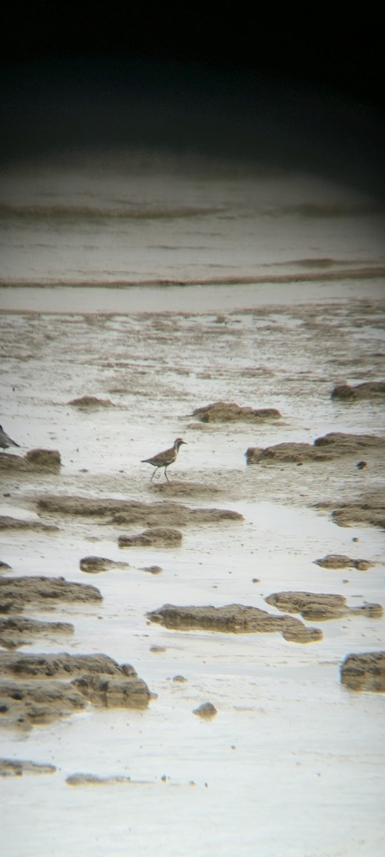 Pacific Golden-Plover - ML637578579